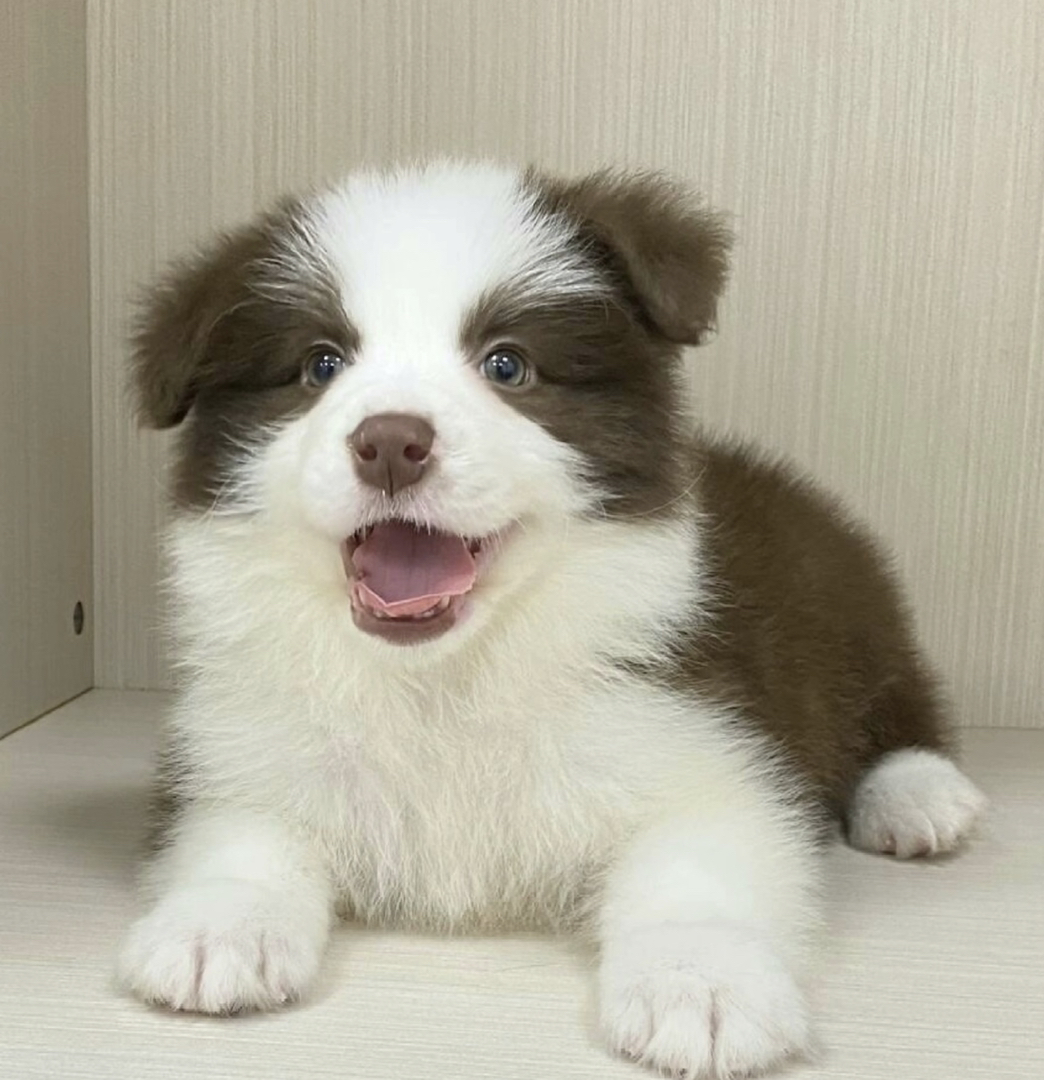 咖啡色,巧克力色,边境牧羊犬
