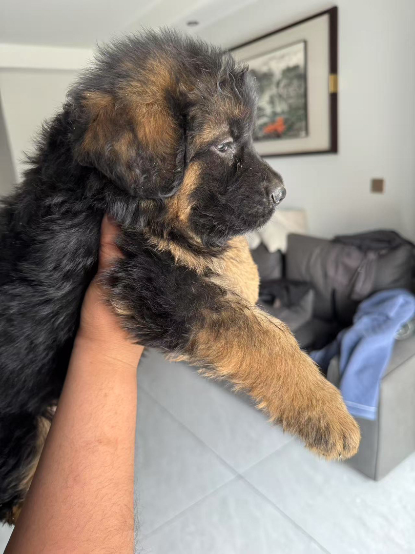 德国牧羊犬幼犬，毛发光泽，品相佳，忠诚守护好伙伴