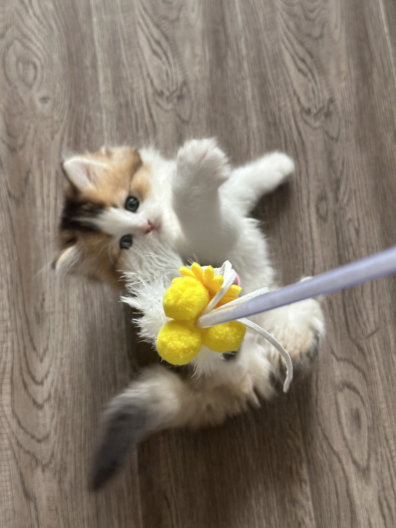 长毛金加白，长毛金点，都是正常脚，都非常可爱😻