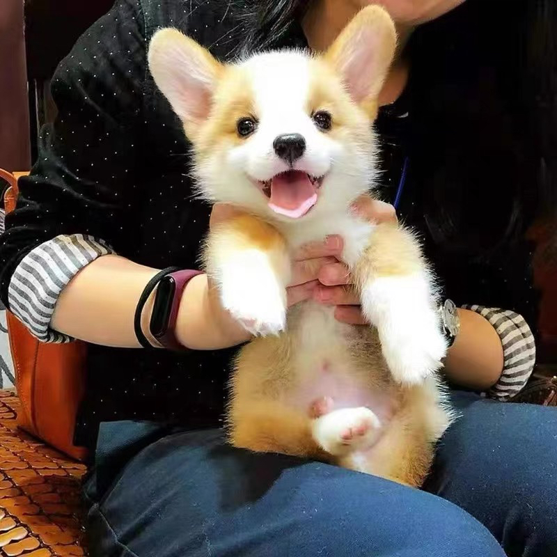 可爱柯基犬，吐舌卖萌，穿着新衣，萌化你的心