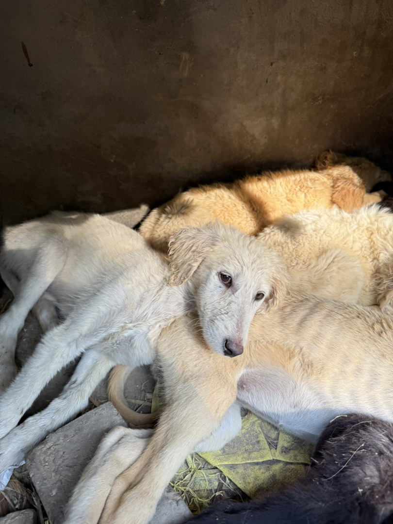 山东本地细犬原生犬种聪明认主看家护院尾毛耳毛好看