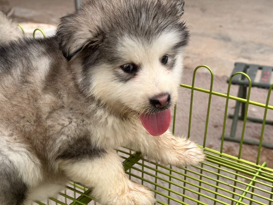 阿拉斯加幼犬，毛厚蓬松，吐舌卖萌超可爱