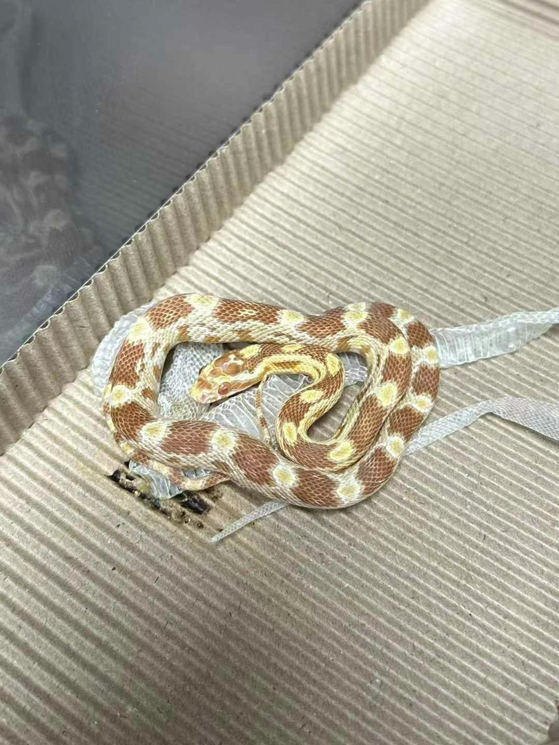 牛油母 13克 包开食