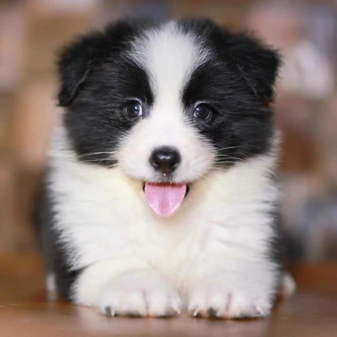 福利款边境牧羊犬