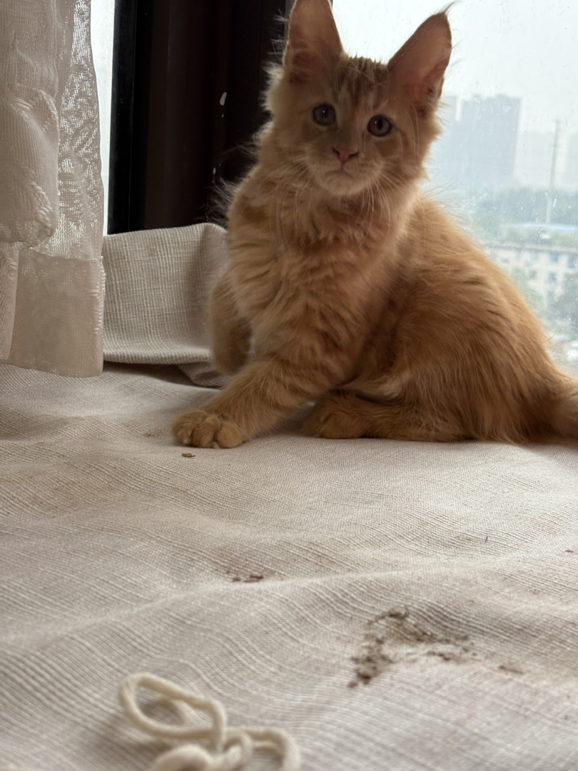 红虎弟弟两个半月了一阵疫苗，家养缅因蹲家长