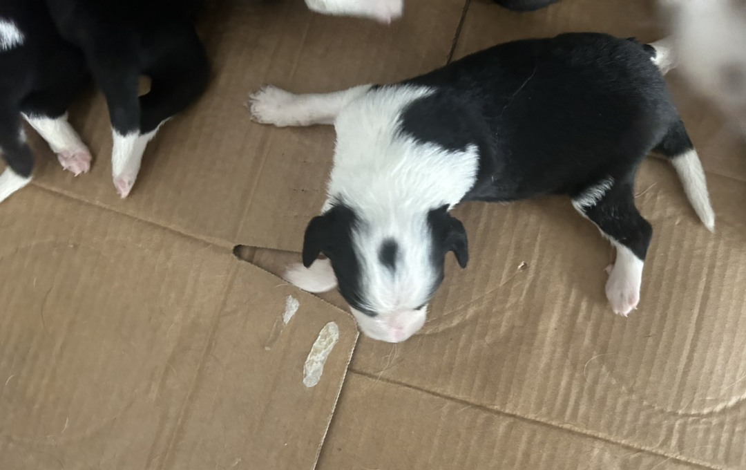 黑白萌犬边境牧羊犬，幼犬活泼可爱，聪明伶俐好养活