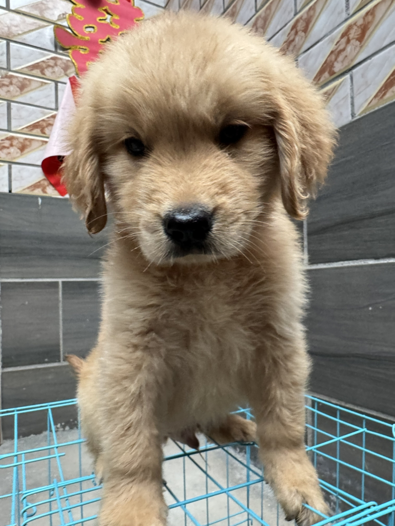 金毛幼犬，可爱乖巧，性格温顺，是绝佳的家庭陪伴宠物