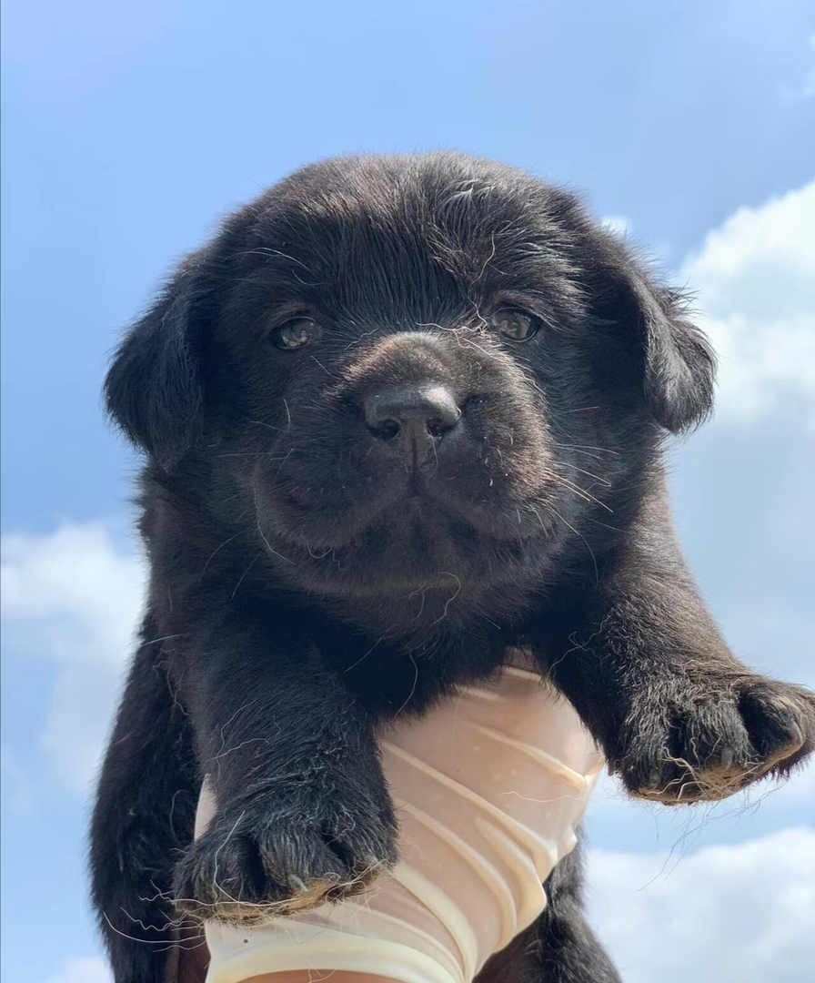 纯黑拉布拉多幼犬，呆萌可爱，聪明温顺，绝佳宠物伴侣