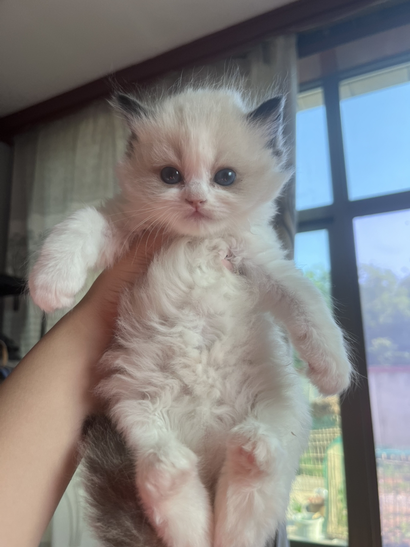 可爱布偶猫幼崽，颜值超高，毛发柔软，温顺亲人好伴侣
