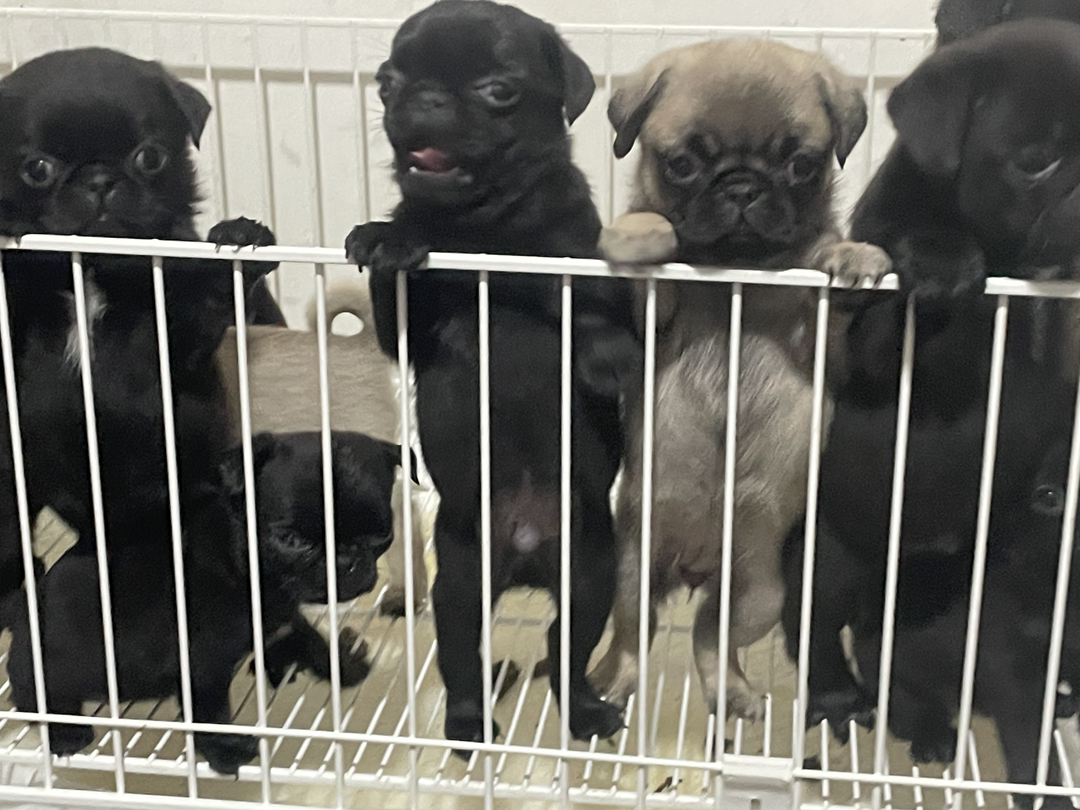 可爱巴哥幼犬，呆萌短脸，温顺亲人，最佳陪伴宠物