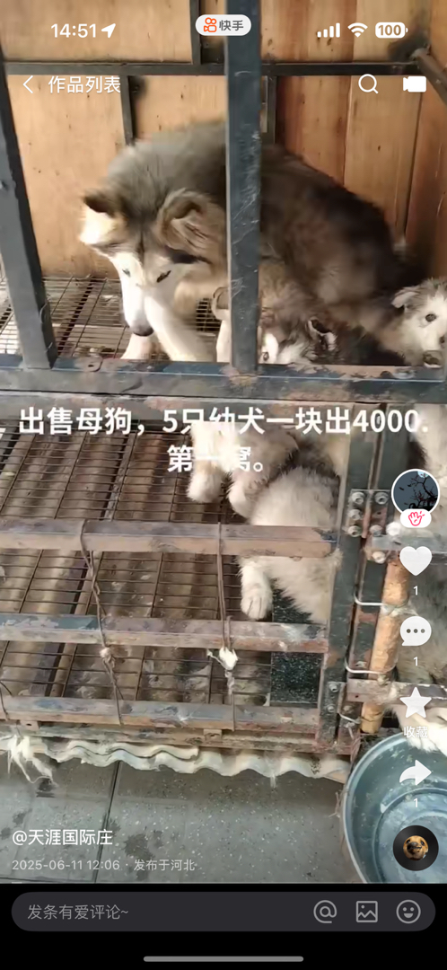 六只狗打包处理4000元