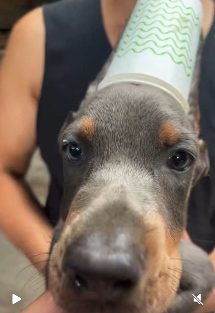 德系蓝色杜宾犬
