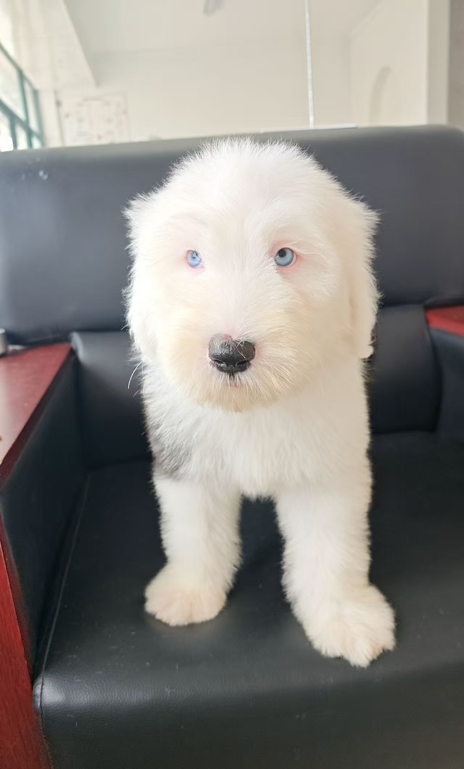 古代牧羊犬 已驱虫打疫苗 公母都有 可爱温顺