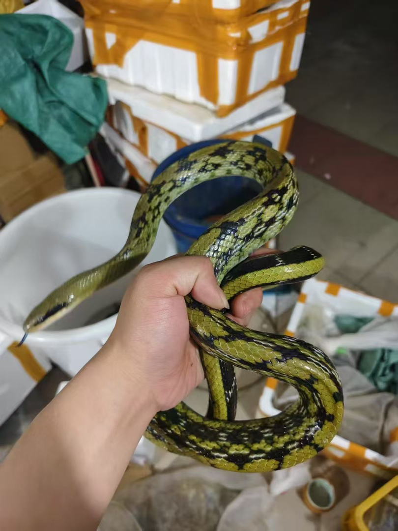 精品宠物蛇 疫苗已打 运输包活