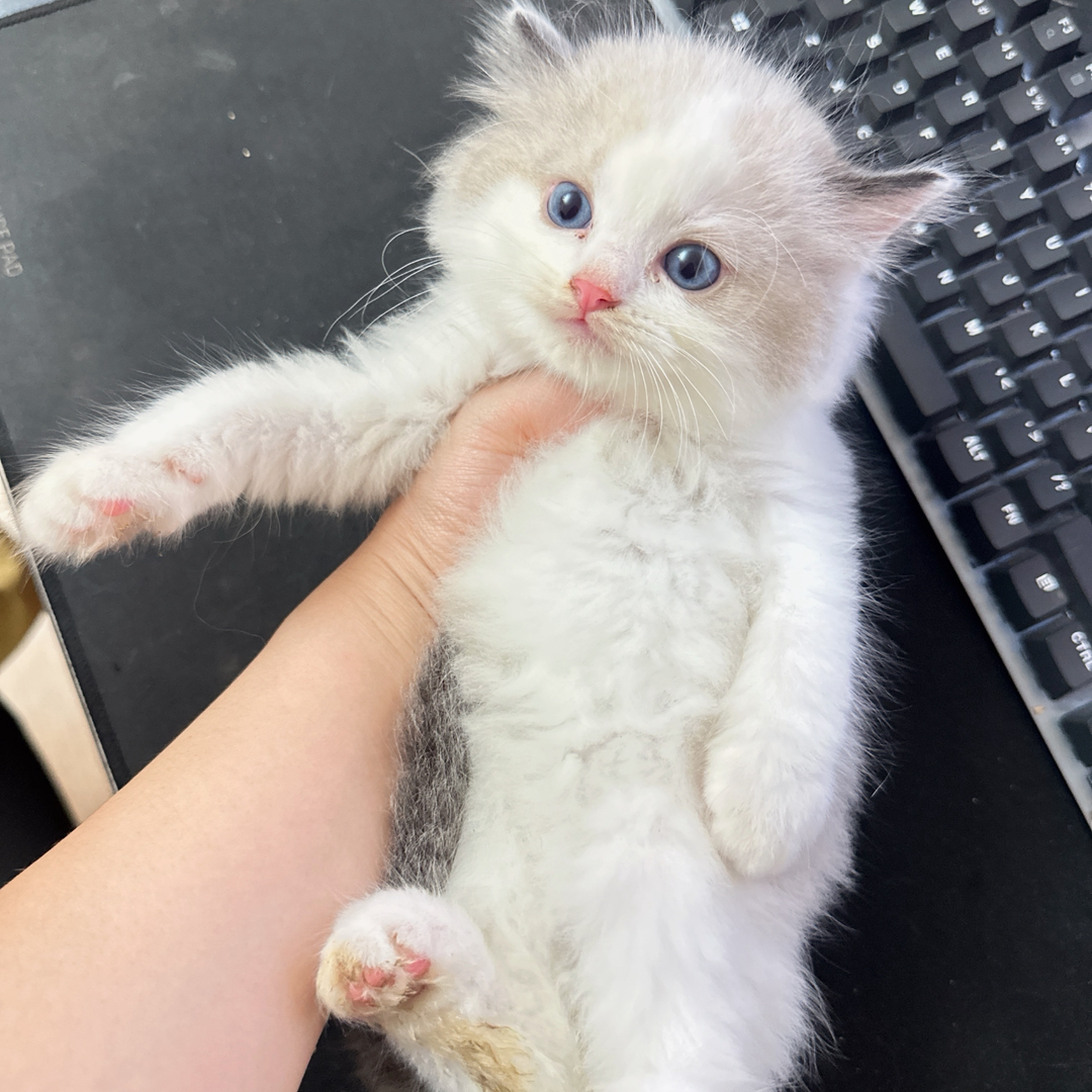 布偶猫