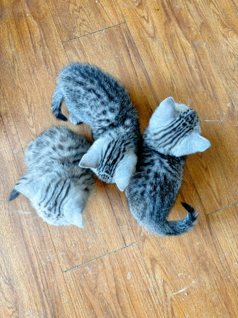 美国短毛猫幼崽,颜值高性格佳,萌趣可爱惹人爱600自己来接走