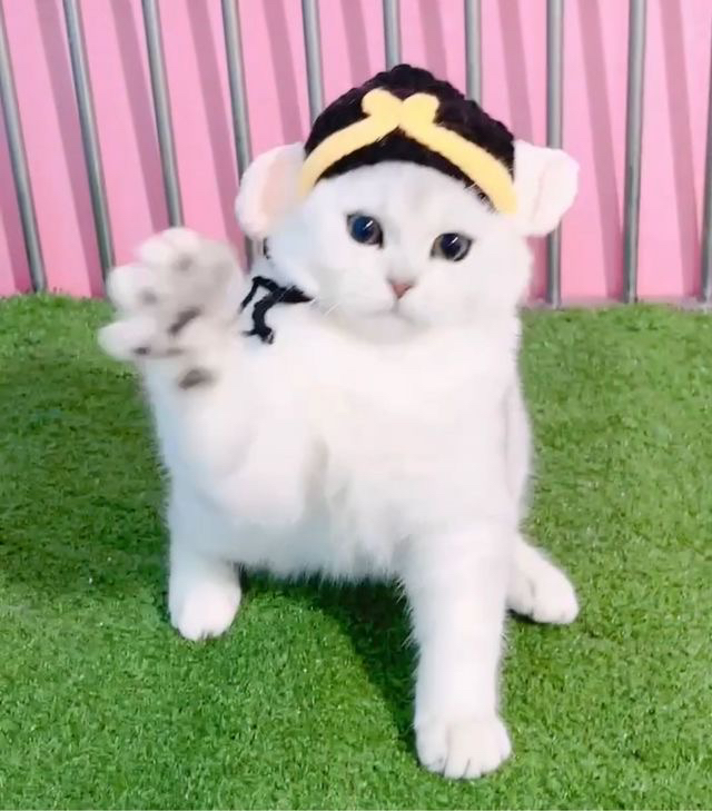 高端大骨量银渐层猫咪❤性格超级好