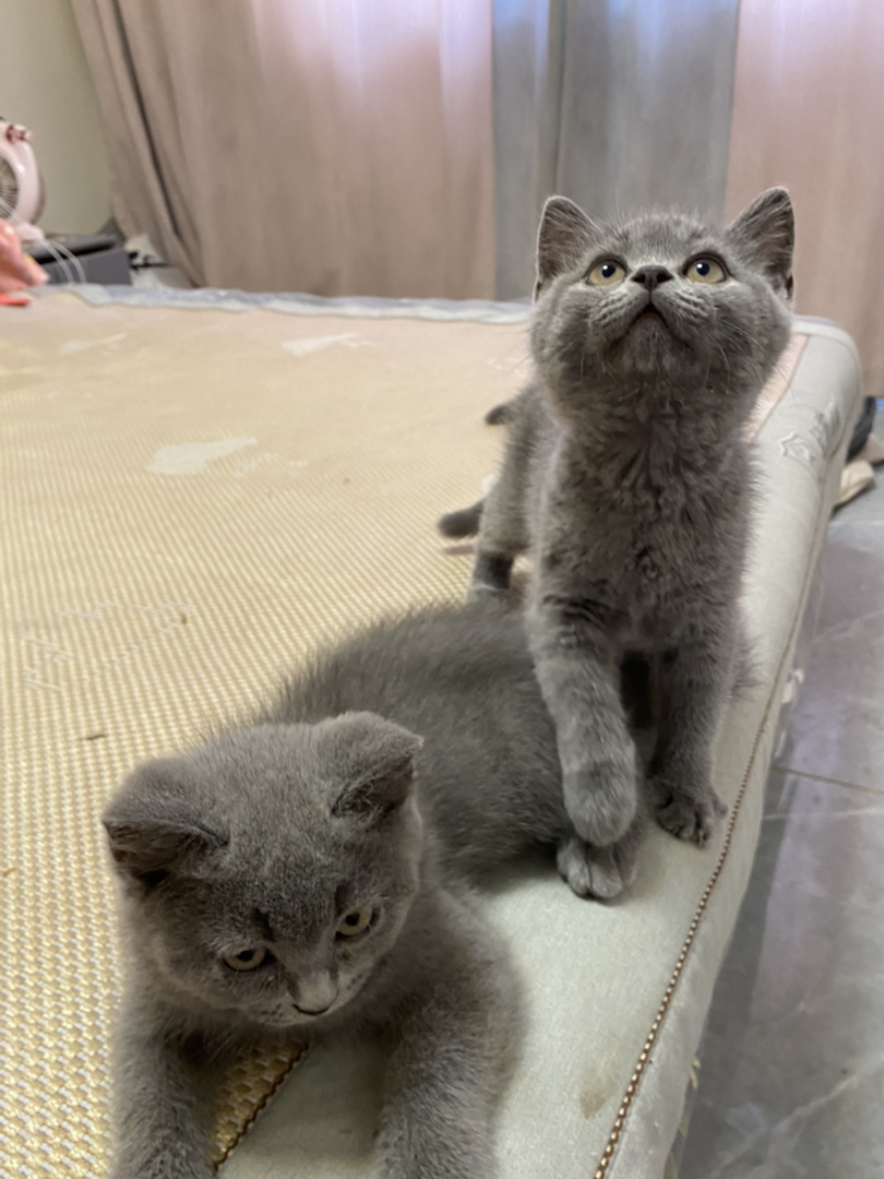 包子脸蓝猫幼崽，圆眼灰毛超可爱，温顺乖巧萌翻天