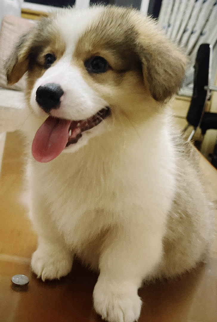 双血统可爱柯基幼犬，颜值高性格好，萌宠界的小短腿