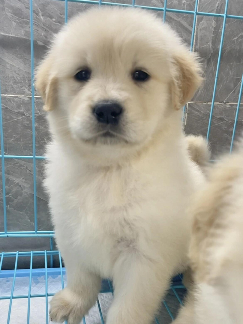 金毛幼犬，可爱活泼，性格温顺，适合家庭养殖