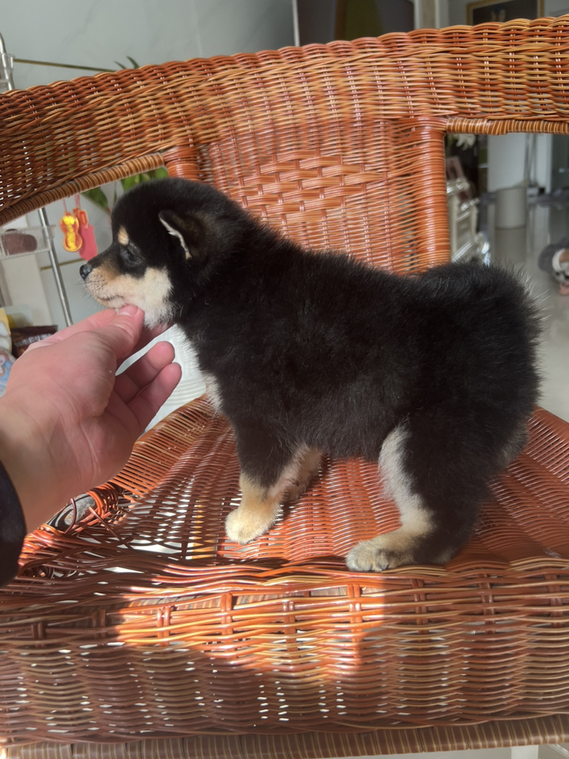 柴犬
