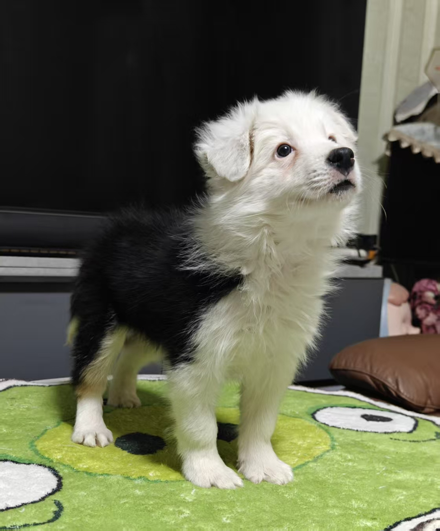 纯种边牧弟弟（请看下方详情介绍）不包运