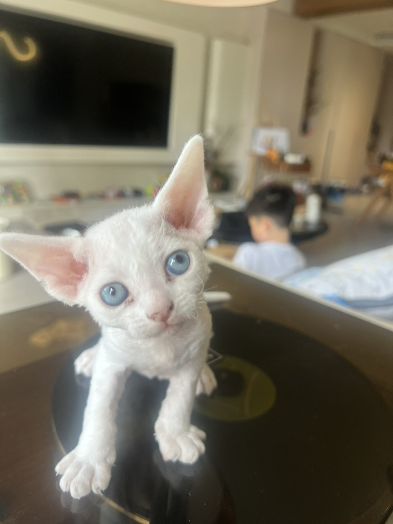 纯白德文妹妹