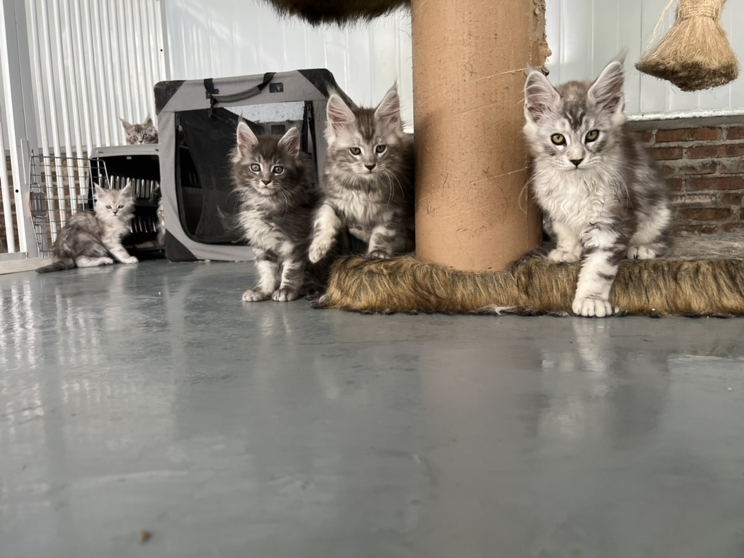 俄系纯种缅因猫幼崽,毛发浓密,长相霸气,温柔的巨型小可爱