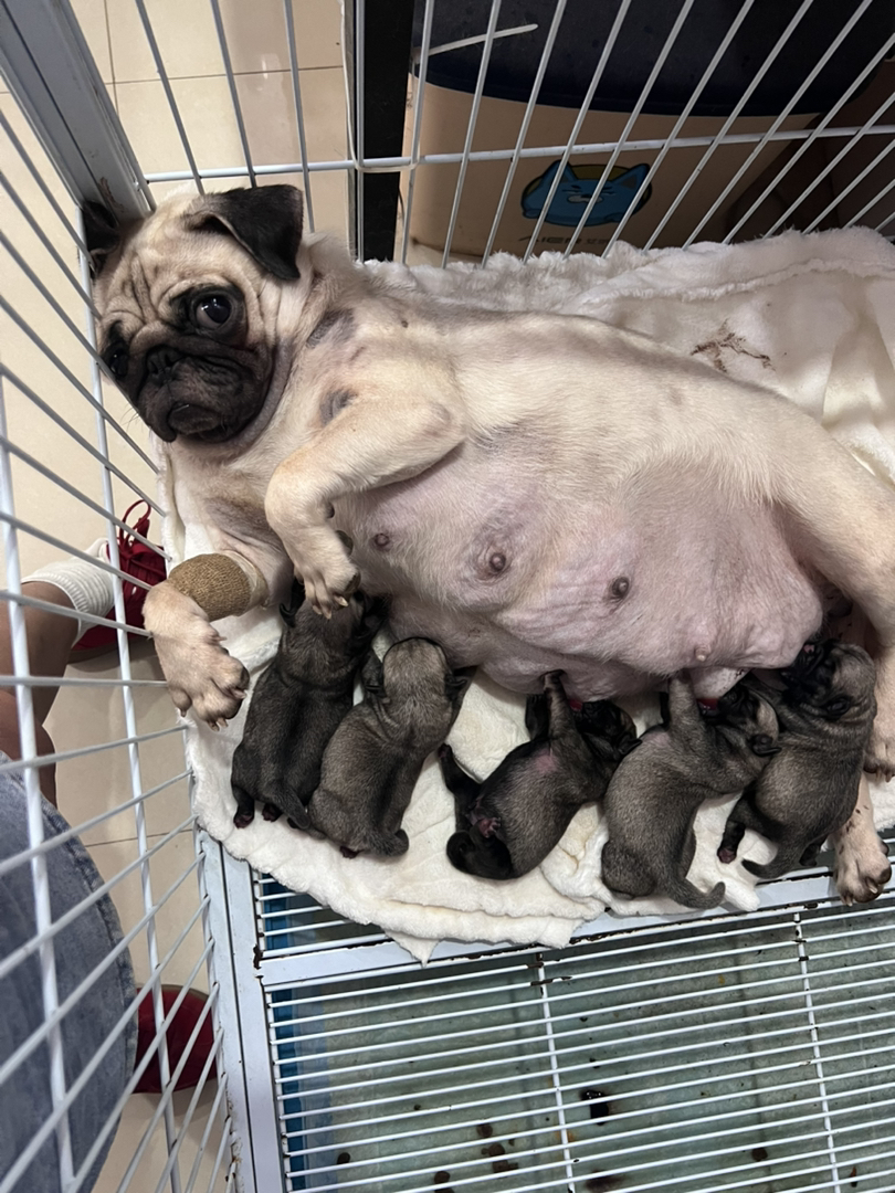 巴哥犬妈妈带幼犬,憨厚可爱,温顺乖巧的陪伴型宠物