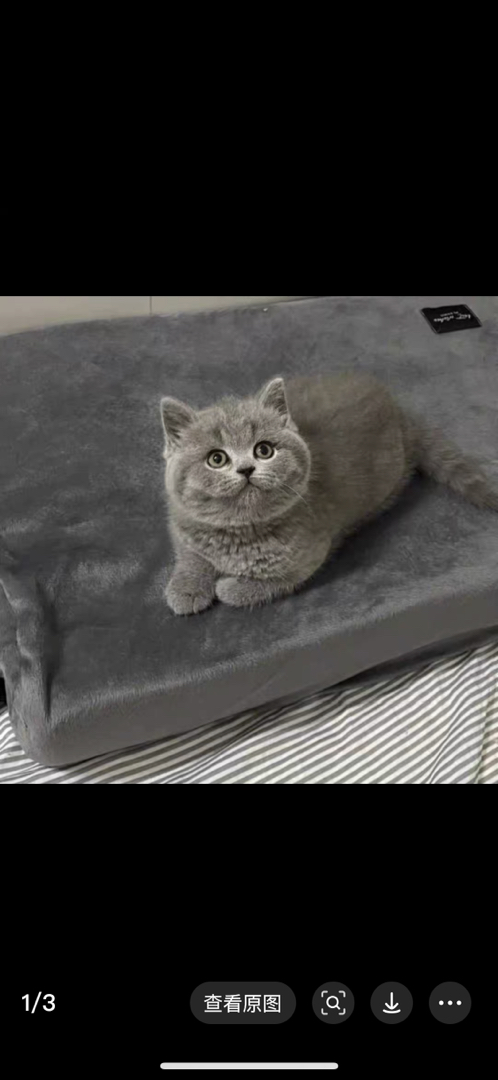 英短蓝猫,圆润可爱,性格温和,养宠首选