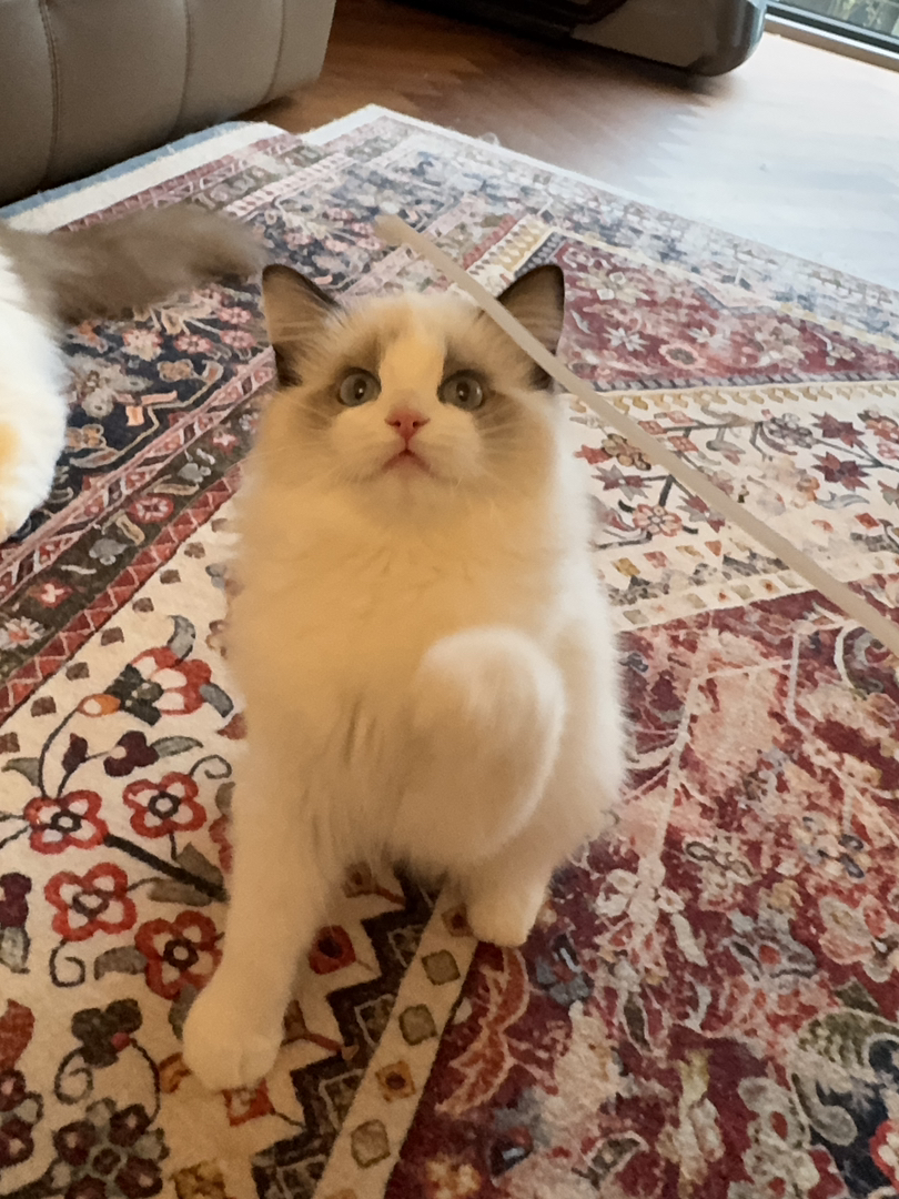 纯种赛级布偶猫，性格好，脾气好，省心好养活