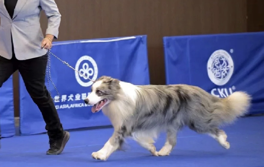 蓝色陨石边境牧羊犬