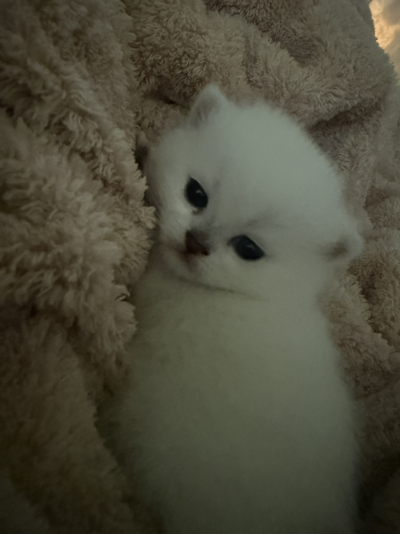 2只小母猫