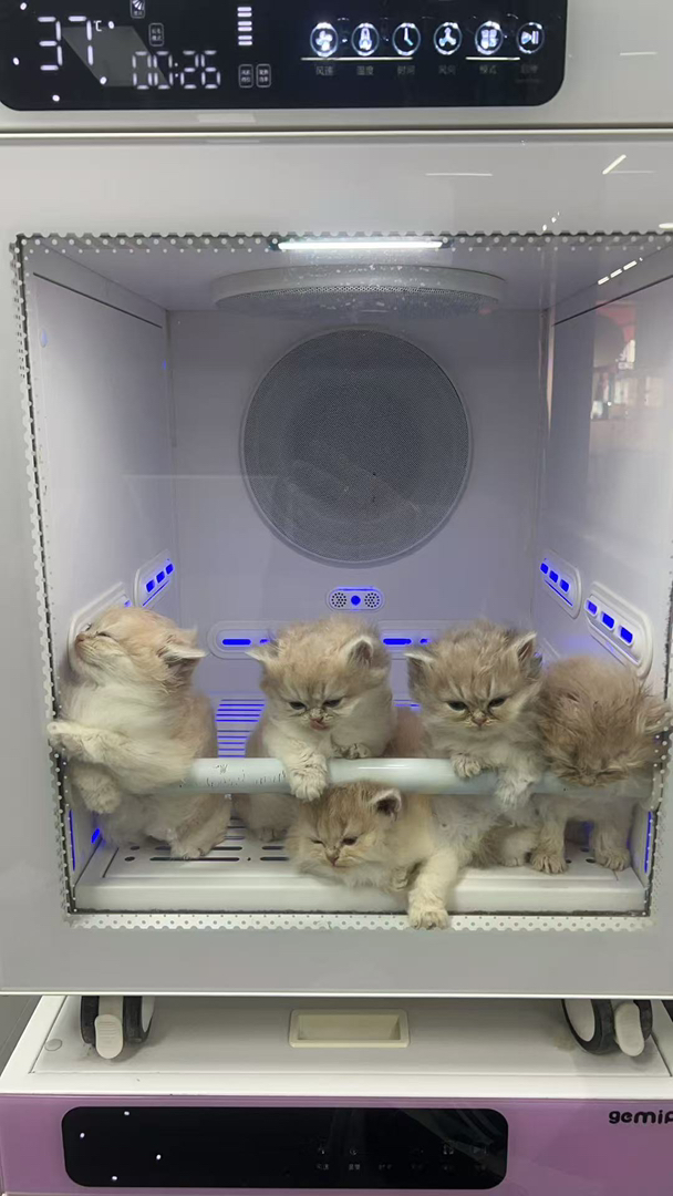 长毛11色蓝金 弟弟妹妹  五短  大眼睛 圆脸 大嘴套  毛量优秀！