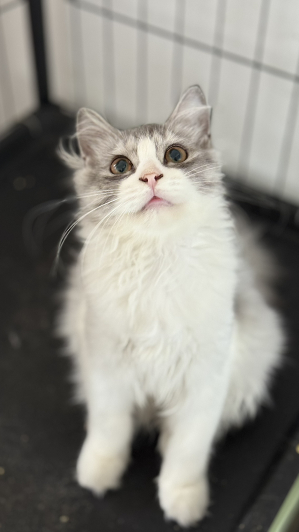 英国长毛猫，毛发浓密蓬松，大眼呆萌，颜值高的温柔巨人