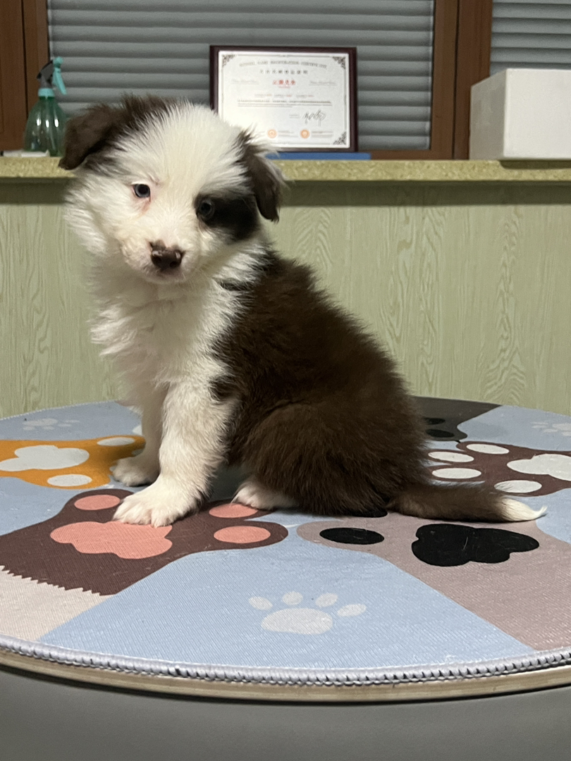 咖啡色超帅气海盗花色弟弟