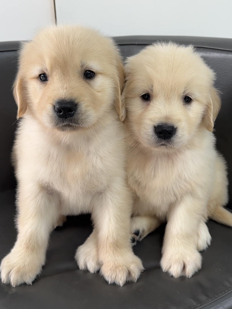 金毛幼犬，毛发柔软，活泼可爱，相伴家庭好伙伴
