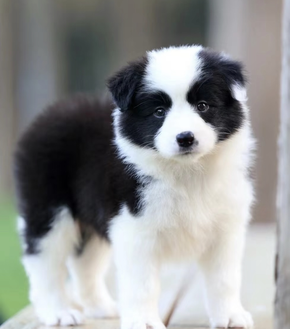 双血统边境牧羊犬❤️七白三通