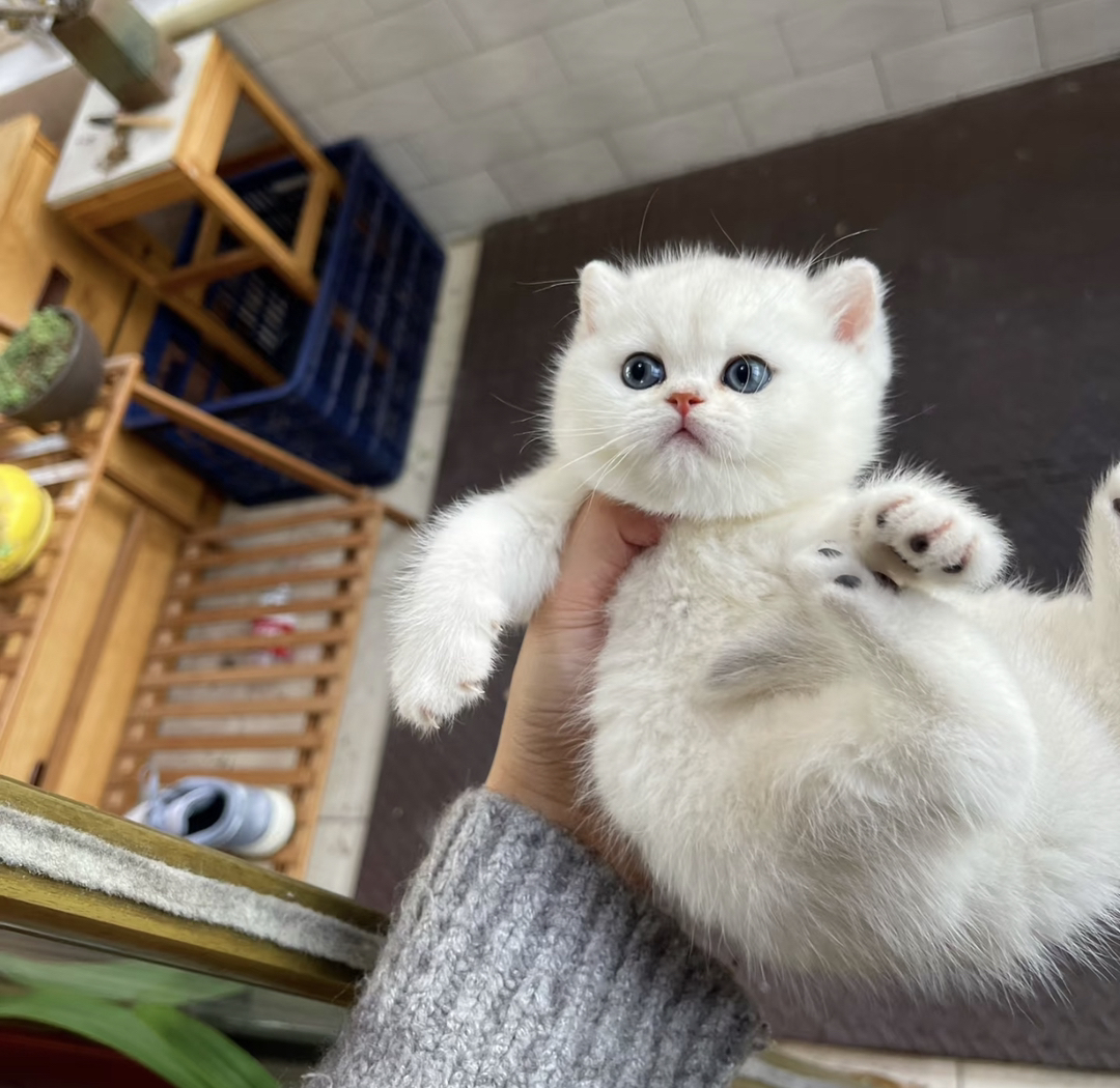 精品银渐层猫咪488起步