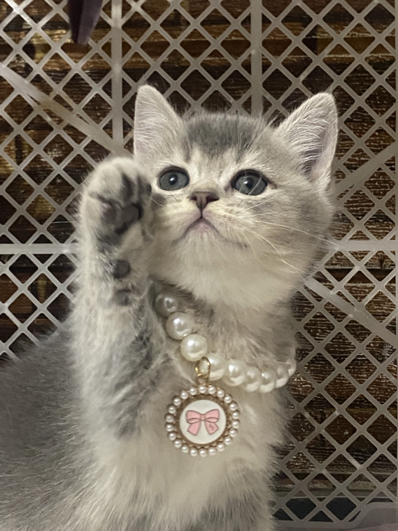 超肥蓝金妹妹～中秋夜出生～无病无藓～包一针疫苗内驱外驱过渡粮～