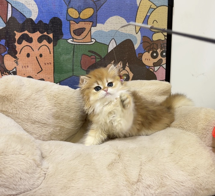 五短身材  大眼睛 小耳朵  c鼻  毛量优秀