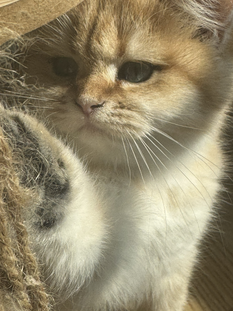 小宝贝找新家～