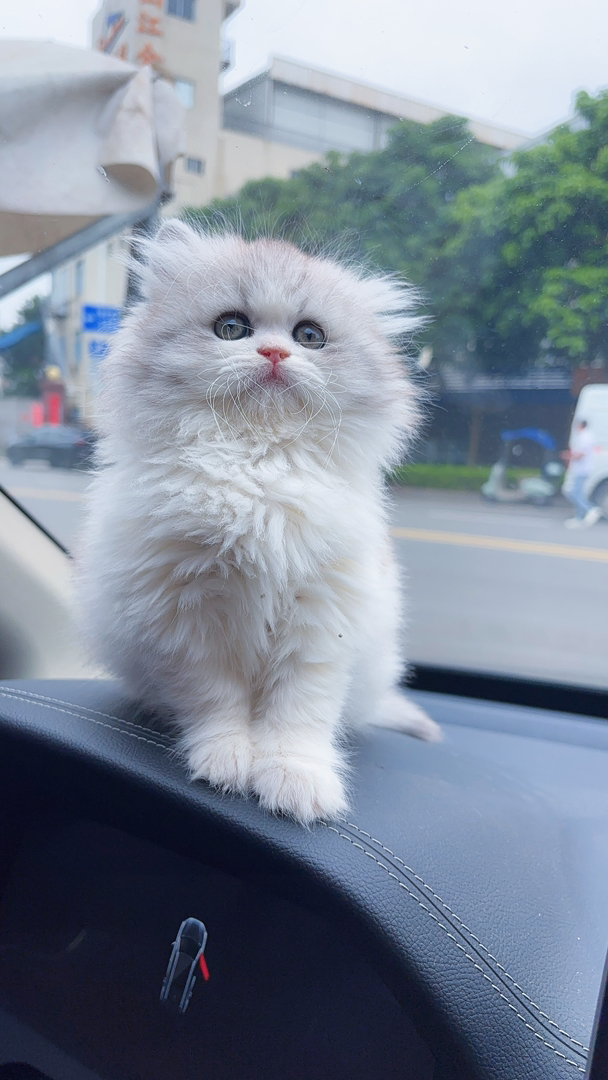 英国长毛猫