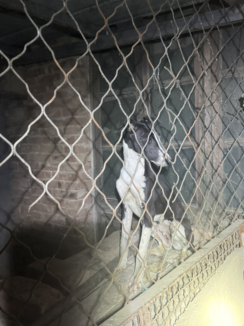 格惠母四个月,成年肩高62