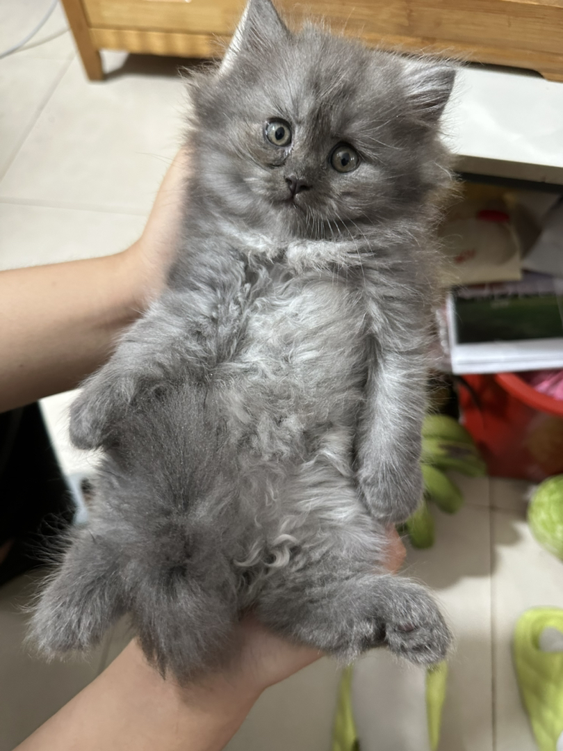 活泼好动