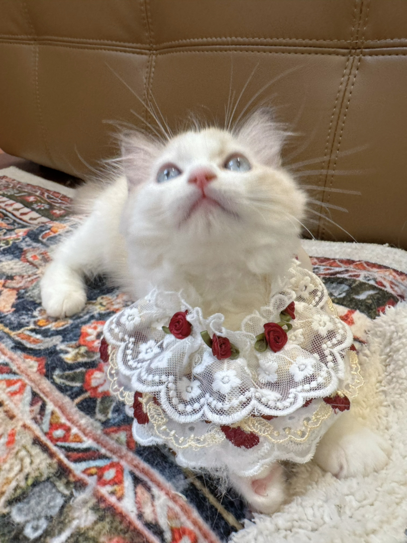 海双布偶猫，猫耳满背，白围脖杭州可上门挑选