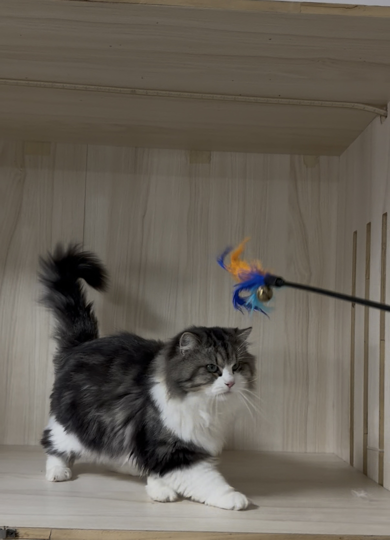 威武霸气的西森棕虎加白弟弟却是只嘤嘤怪？