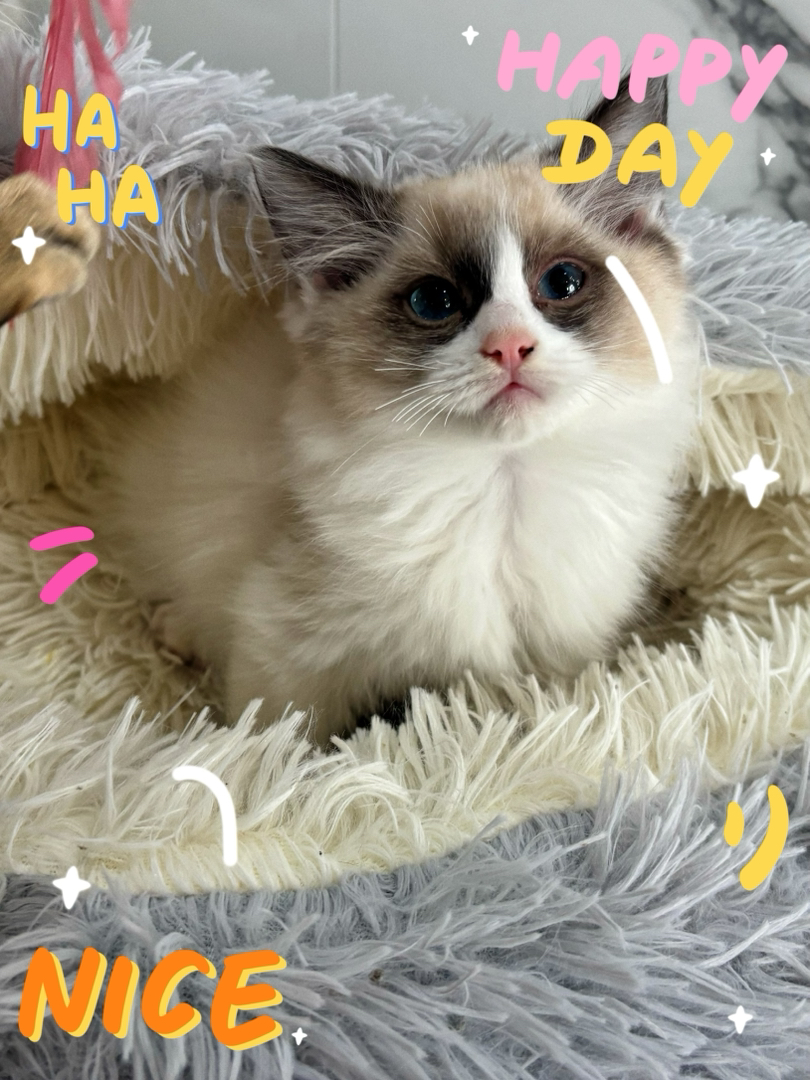 布偶猫
