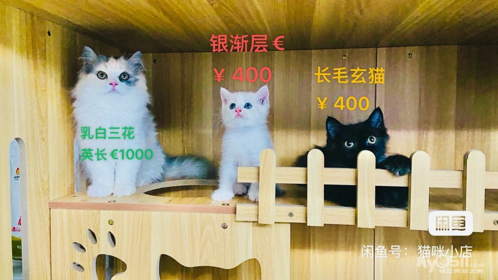【400带走】€自家养的猫咪，都很健康。非诚勿扰，谢谢