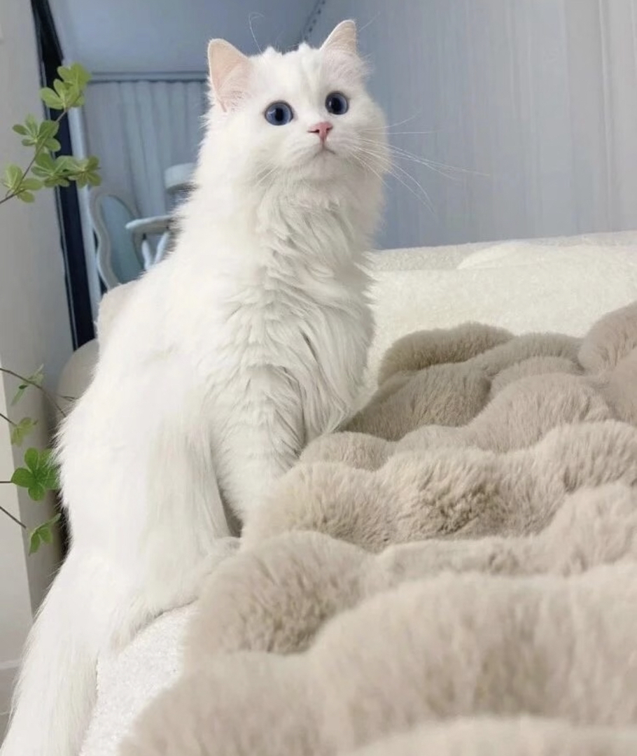 临清狮子猫